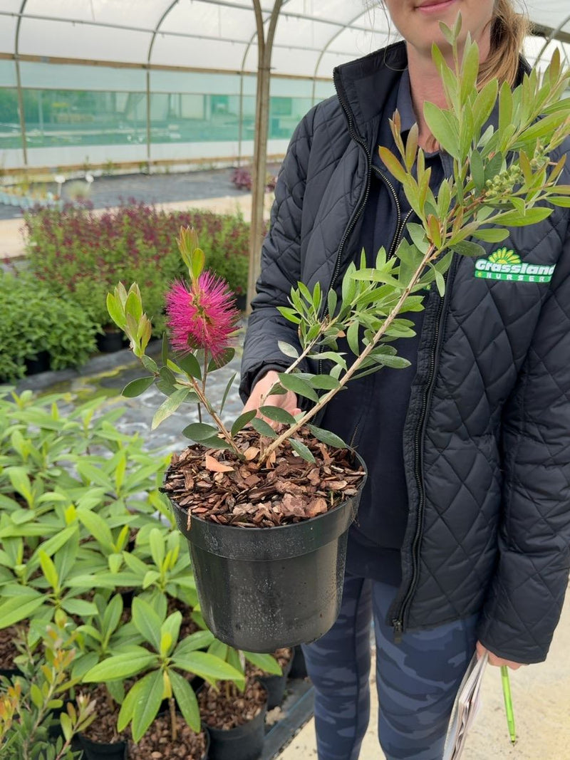 Callistemon viminalis Hot Pink® - Bottlebrush 3 Litre Pot