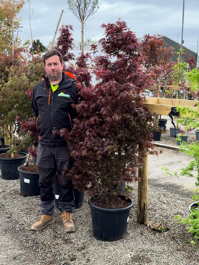 Acer palmatum Shaina 40 Litre Pot