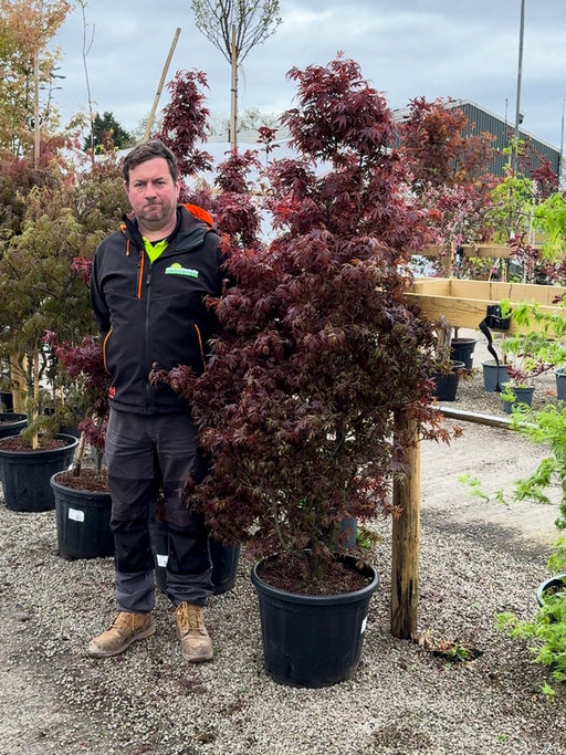 Acer palmatum Shaina 40 Litre Pot