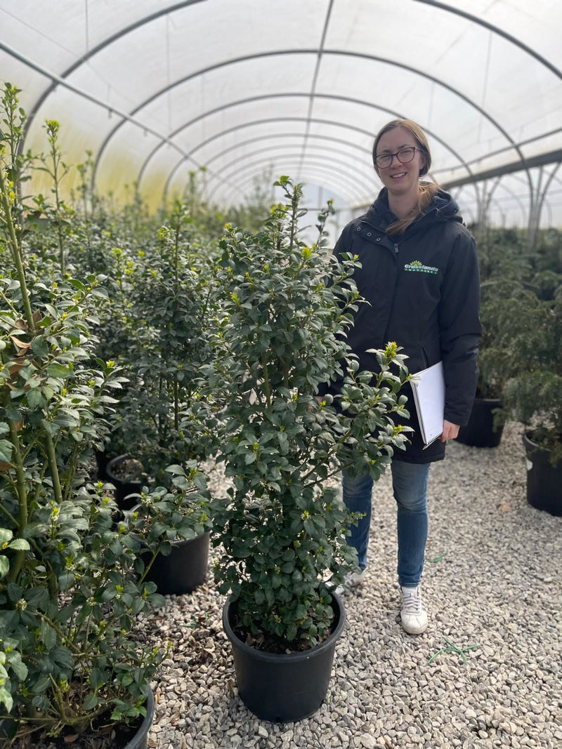 Ilex mes. Heckenpracht 100/120cm Delivery June
