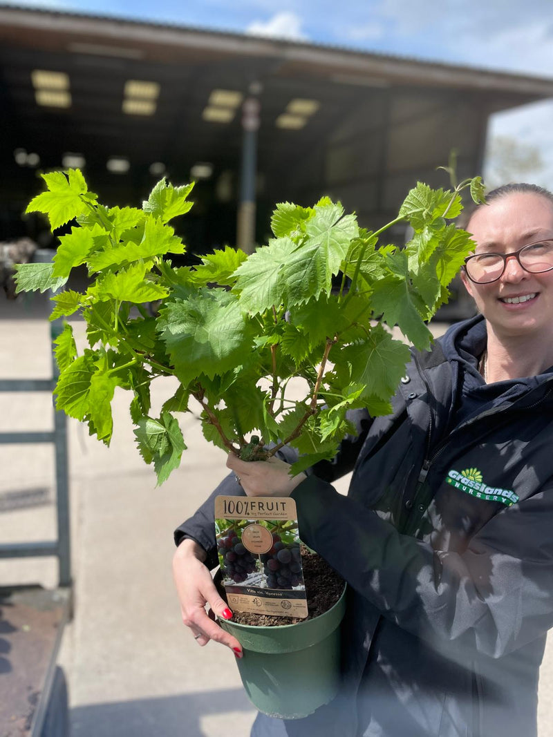 Grape Vine Black Fruits 5 Litre Pot