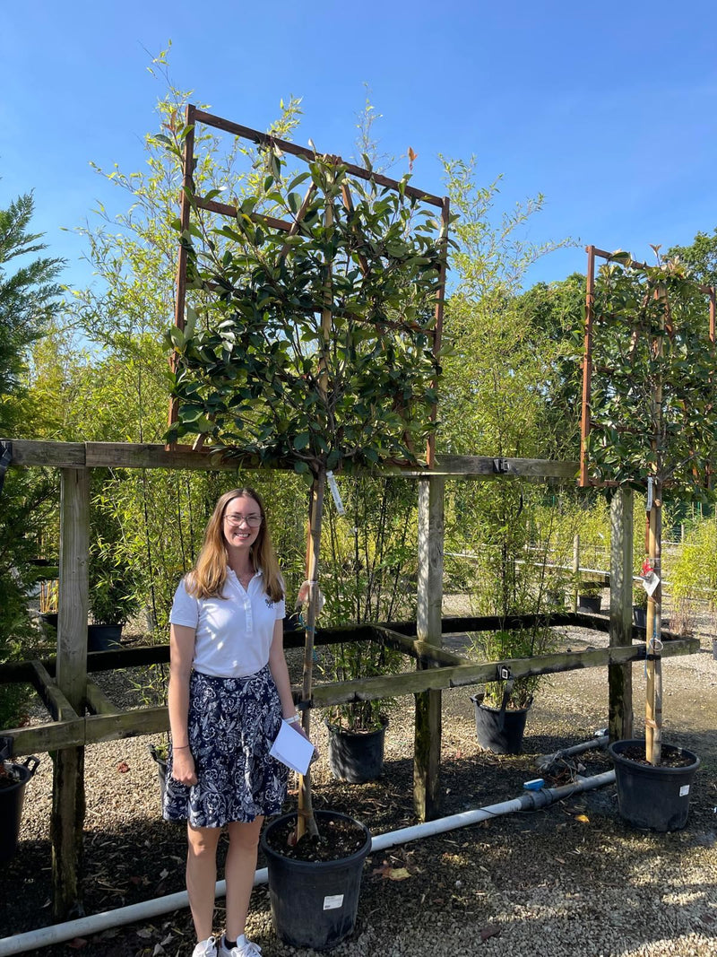 Photinia Red Robin Pleached 150cm Stem 120 X 120 Cm Frame Grasslands photinia-red-robin-pleached-150cm-stem-120-x-120-cm-frame-grasslands