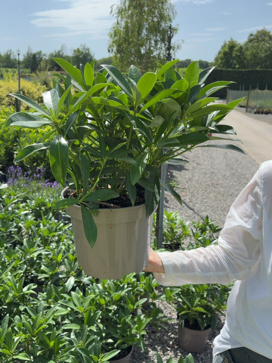 Skimmia Kew Green 5 Litre Pot
