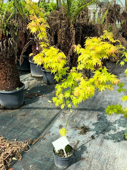 Acer Palmatum Orange Dream 3 Litre Pot