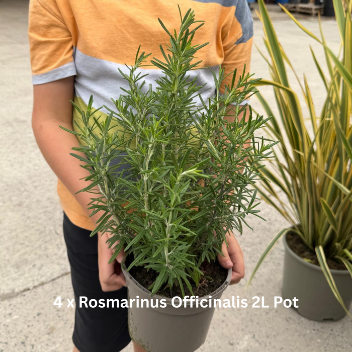 20 x Drought Tolerant Border Pack