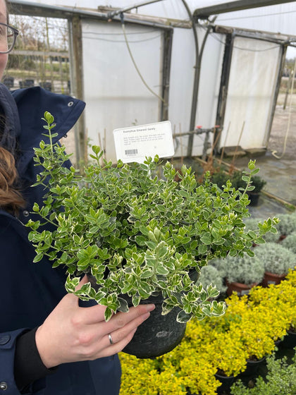 Euonymus Harlequin 3 Litre Pot
