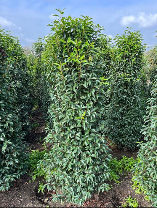 Big Deal Portuguese Laurel Root Ball 160/180cm Extra Wide x 10 Delivery December