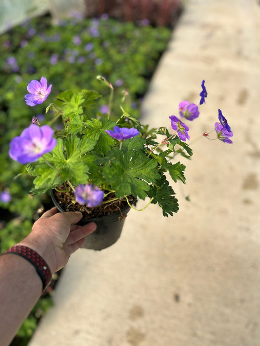 Geranium Rozanne 2 Litre Pot