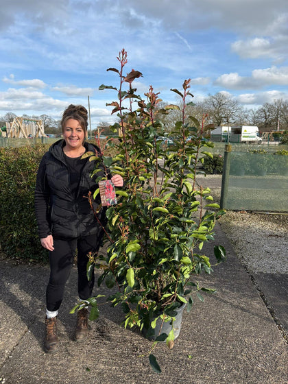 Photinia Red Robin 25 Litre Pot  160/180cm