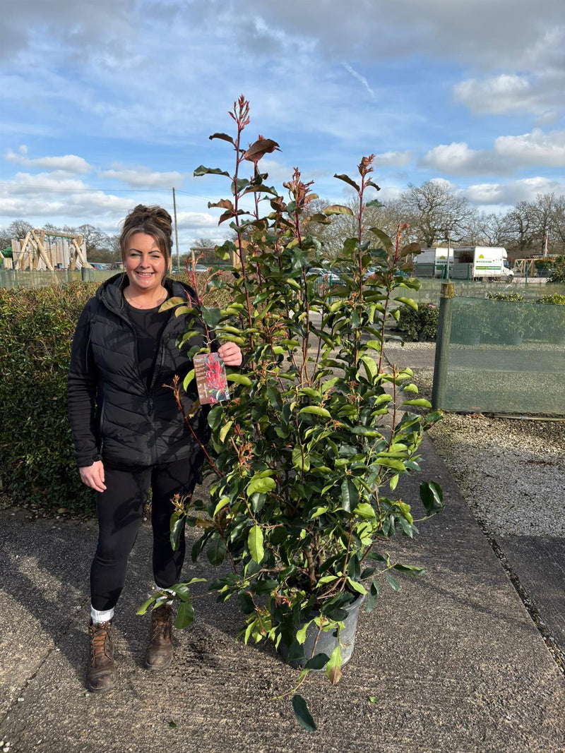 Photinia Red Robin 25 Litre Pot  160/180cm