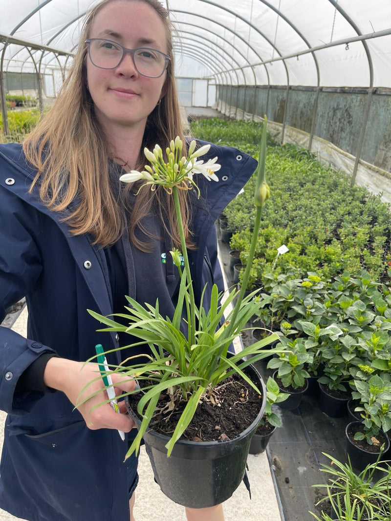 Agapanthus L'Amour D'Ete Blanc 3 Litre Pot