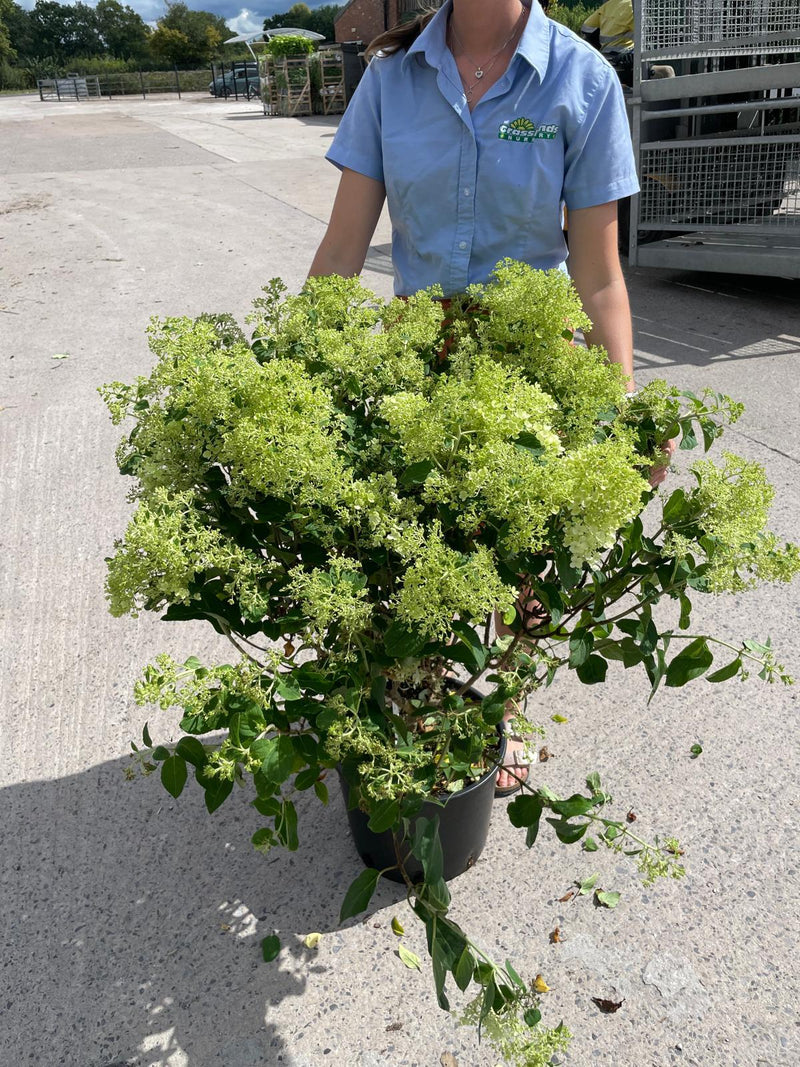 Hydrangea Paniculata Bobo 20 Litre Pot 60-80cm