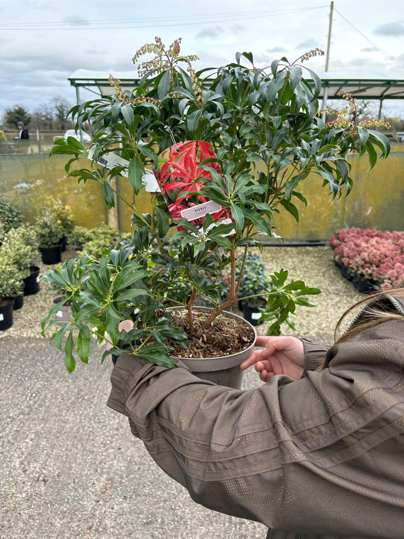 Pieris japonica Red Mill 5 Litre Pot