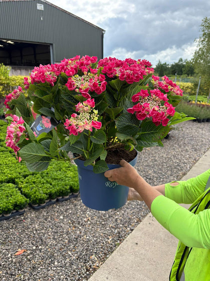 Hydrangea Magical Lady In Red 10 Litre Pot