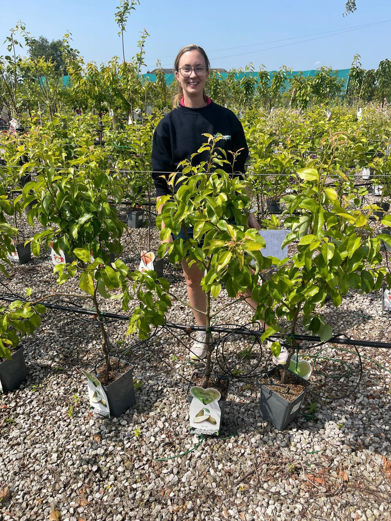 Pear Conference 5 Litre Pot Patio Tree