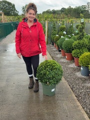 Buxus Ball 25 Litre Pot 50cm Wide