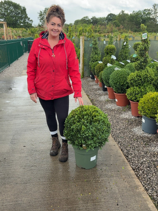 Buxus Ball 25 Litre Pot 50cm Wide