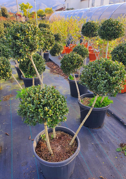 Ilex Crenata Dark Green 3 Ball 35 Litre Pot