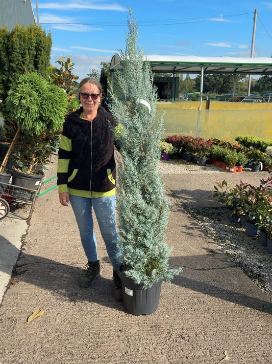 Cupressus Arizonica Fastigata 20 Litre Pot 170cm+