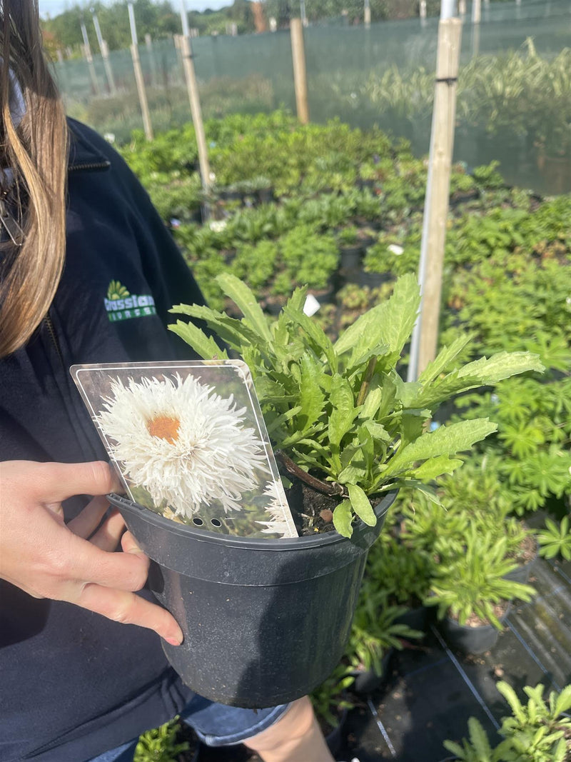 Leucanthemum Ooh La Laspider 3 Litre Pot