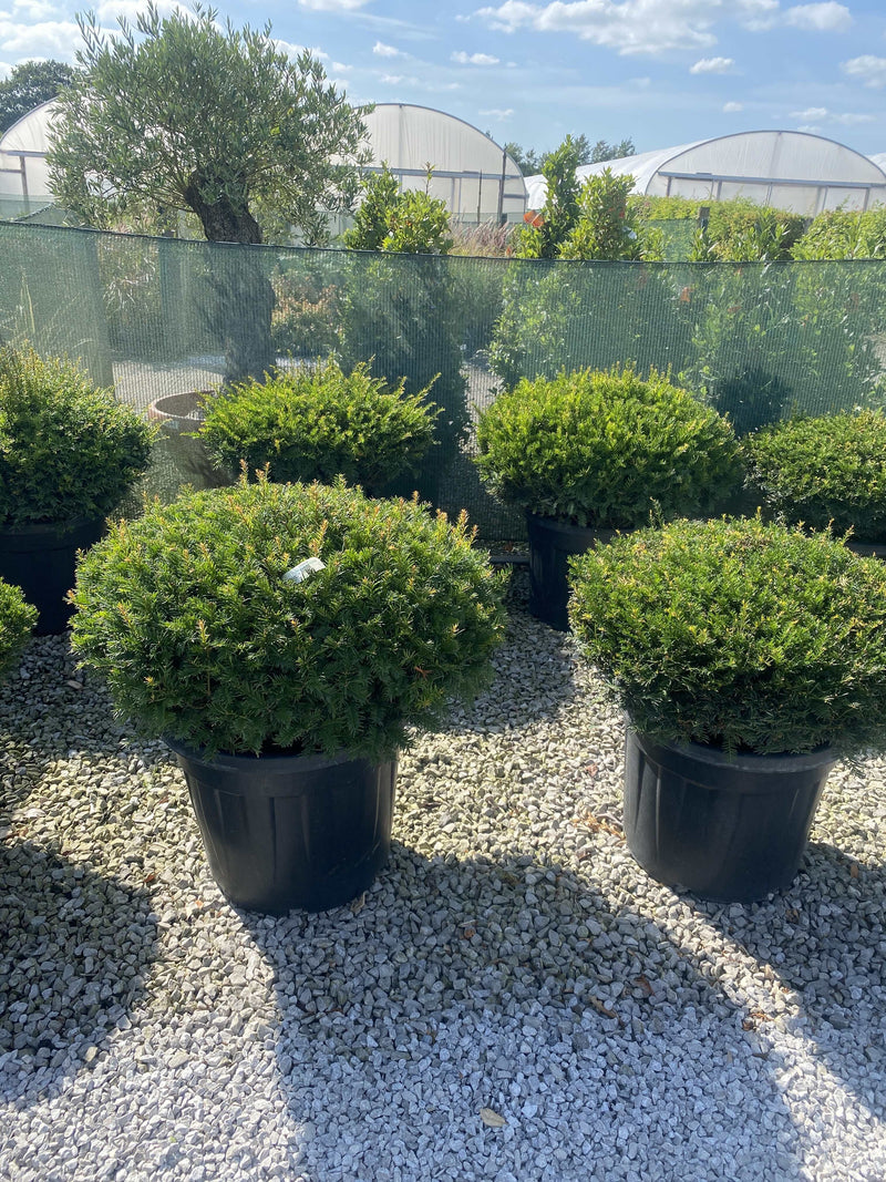 Taxus Baccata Dome 70-80cm Wide — Grasslands Nursery