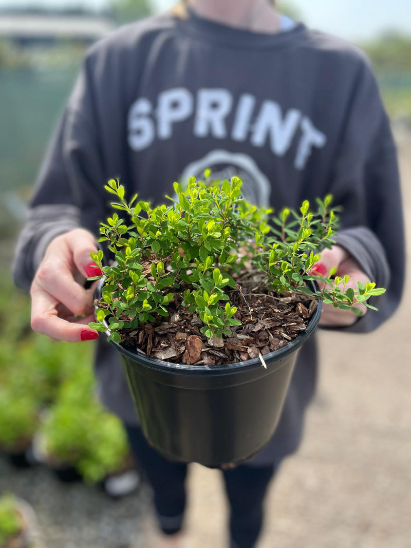 Spiraea japonica Little Princess 3 Litre Pot
