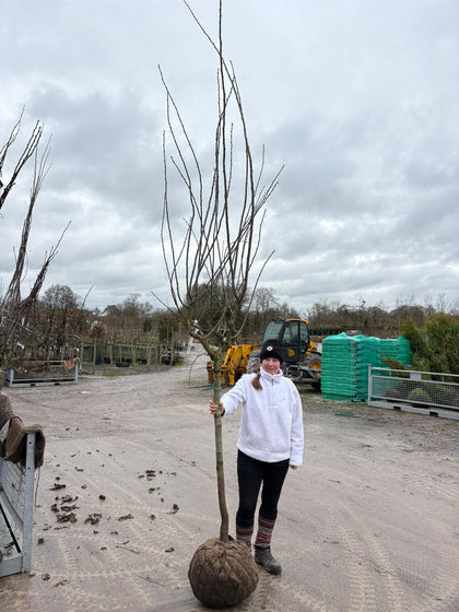 Plum Victoria Half Standard Root Ball 12/14cm