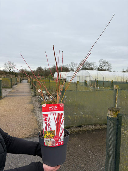 Acer Palmatum Sangokaku 3 Litre Pot