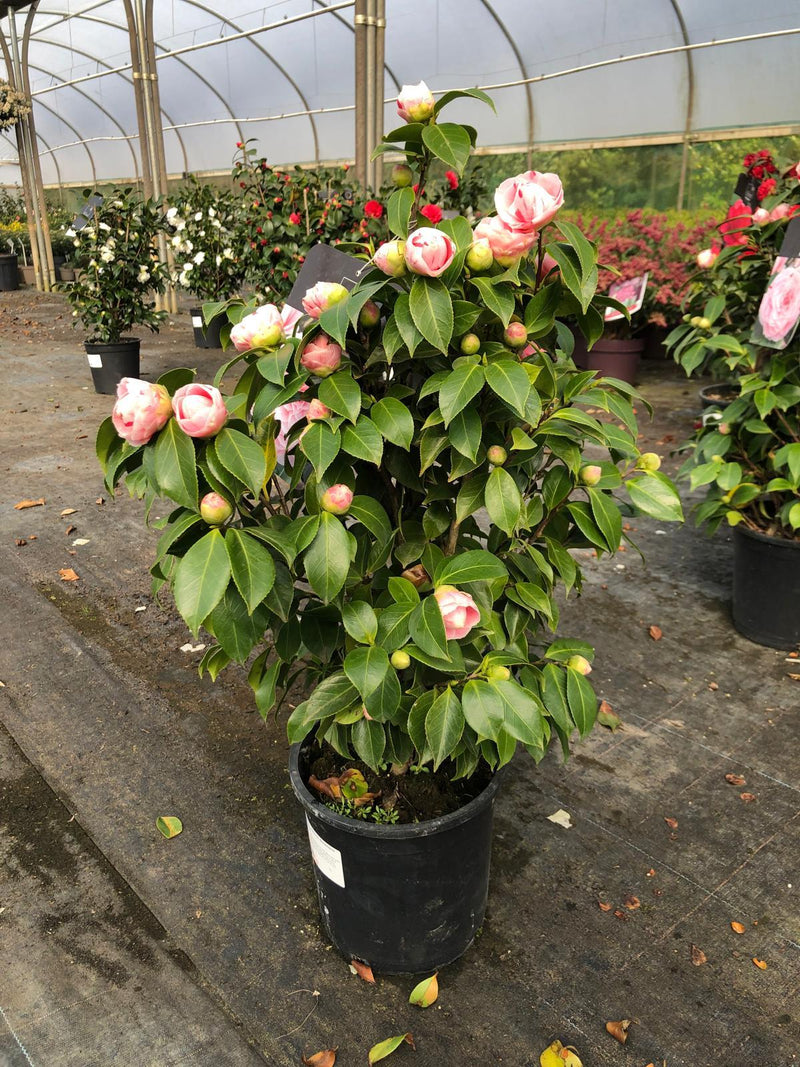 Camellia Jap. Bonomiana 7 Litre Pot