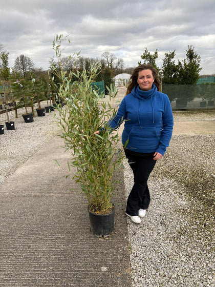 Bamboo Phyllostachys Bissetii 15 Litre Pot 175-200cm