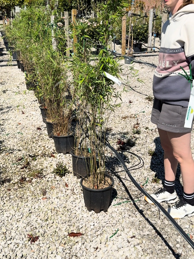 Bamboo Fargesia Ganzo 9 Litre Pot