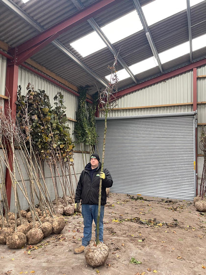 Malus Mokum Heavy Girth 10/12cm Rootballed Standard