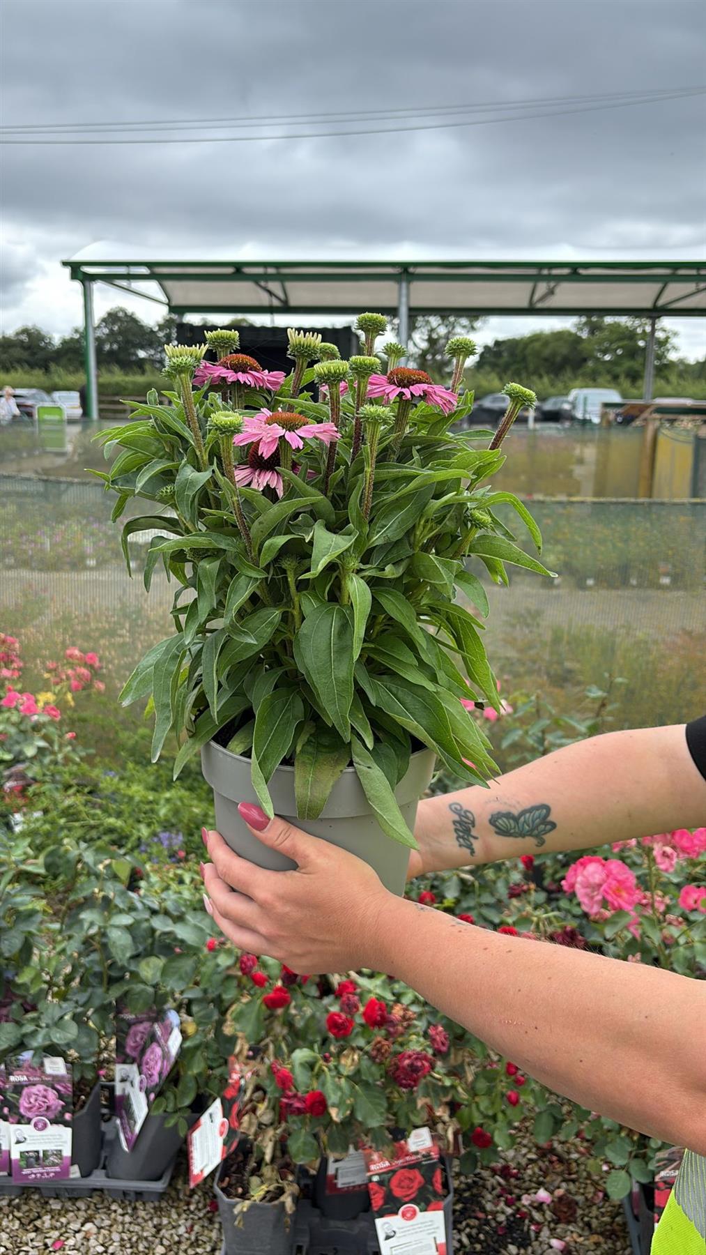 Echinacea Sunseeker Light Pink 3 Litre Pot