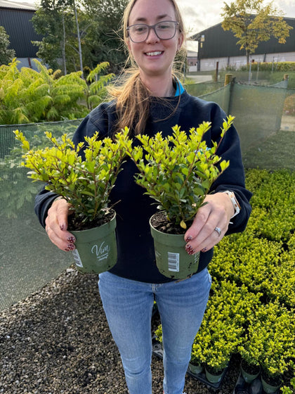 Ilex Crenata Hedging Jenny 10cm Pot