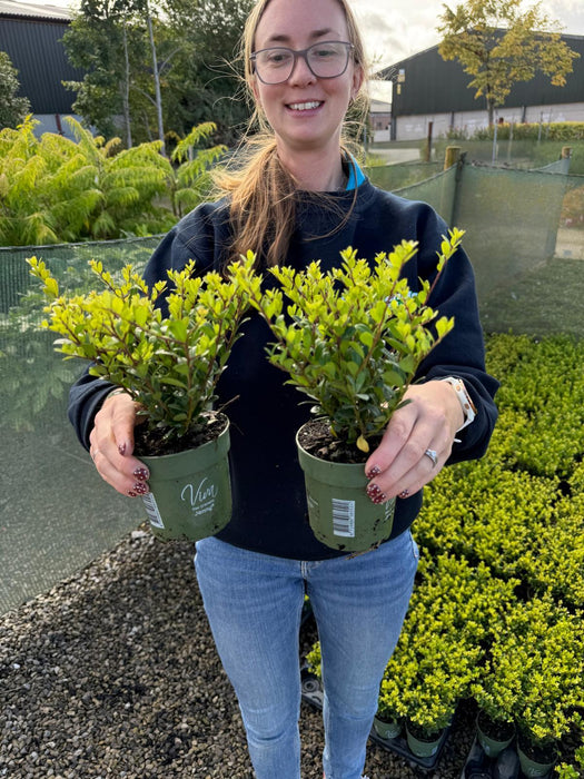 Ilex Crenata Hedging Jenny 10cm Pot