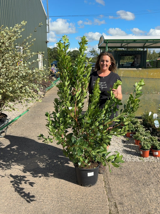 Arbutus Unedo 20 Litre Pot 125/150cm Tall