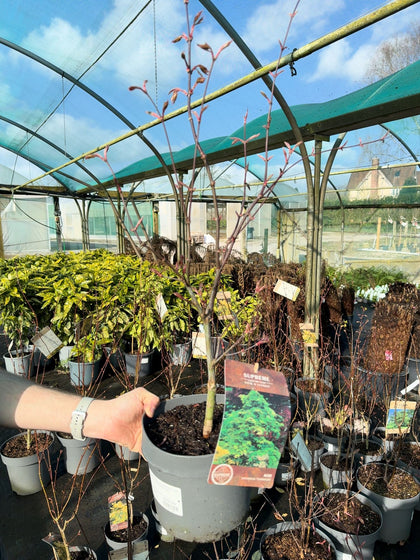 Acer Palmatum Osakazuki 4 Litre Pot 40/60cm Tall