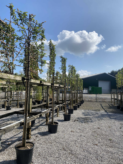 Carpinus B. Pleached Std 10/12cm G, 180cm Stem, 140cm H x 120cm W Frame