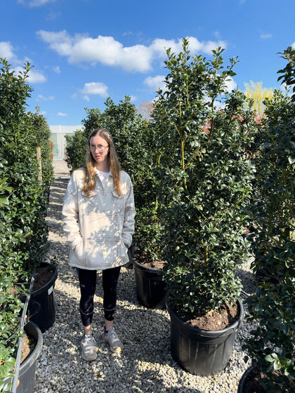 Ilex mes. Heckenfee Instant Solitaire 160/180cm Pre Order/Ready For June