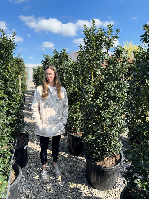 Ilex mes. Heckenfee Instant Solitaire 160/180cm Pre Order/Ready For June
