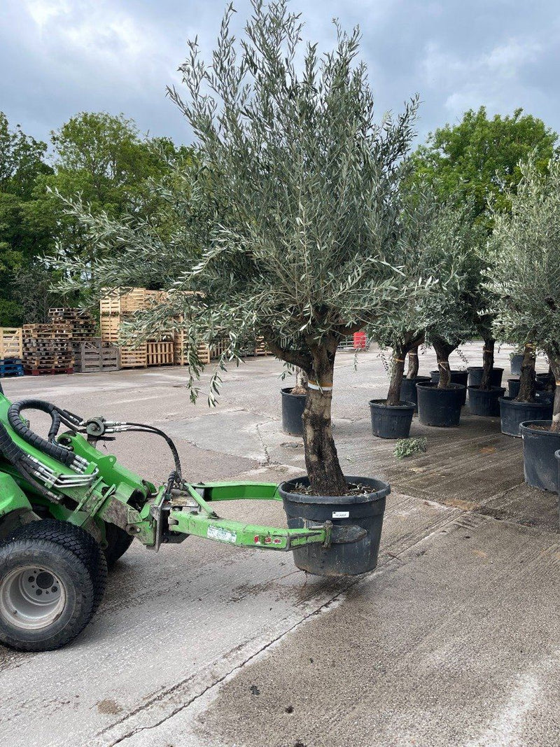 Olive Tree 130 Litre Pot Heavy Tree Shape