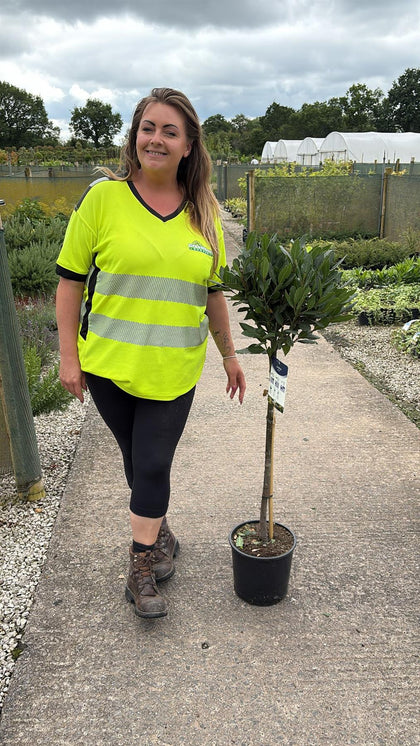 Laurus Nobilis 1/2 Standard 9 Litre Pot 70cm Stem