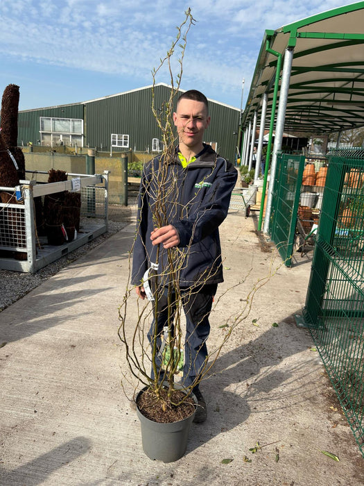 Salix babylonica Tortuosa 12 Litre Pot 100/125cm