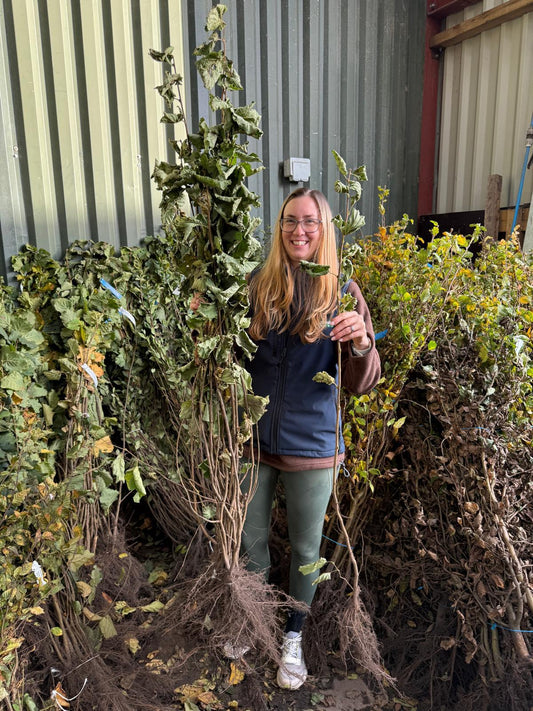 Hazel Hedging Bare Root 100-120 cm Delivery from November