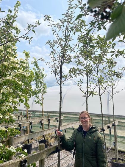 Sorbus Intermedia 6-8cm Girth Full Standard