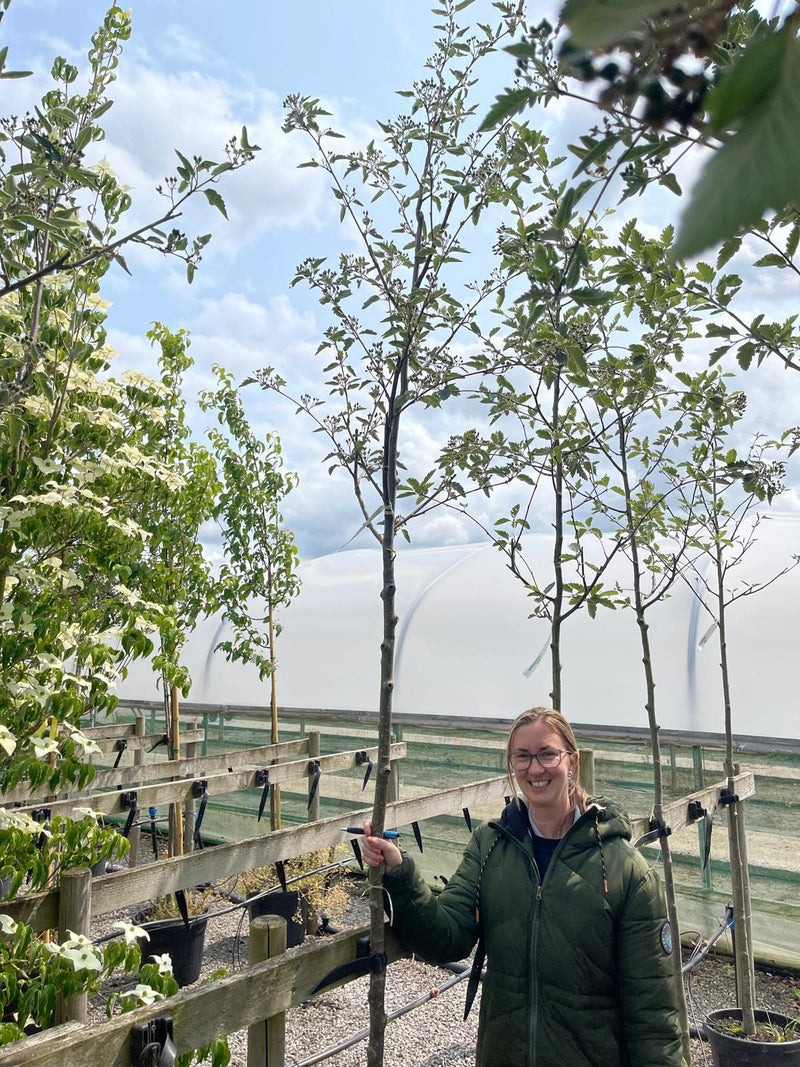 Sorbus Intermedia 6-8cm Girth Full Standard