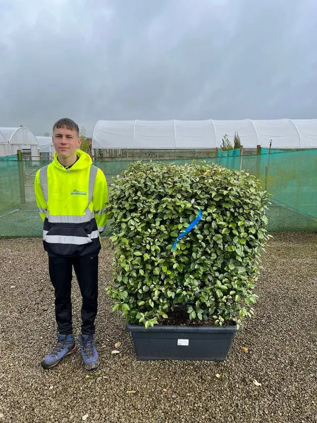 Elaeagnus x Ebbingei Compacta 1 Metre Instant Hedge