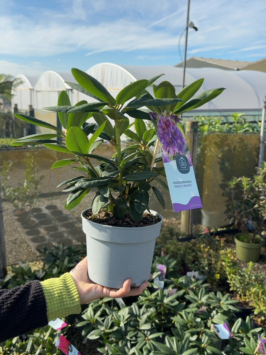 Rhododendron Hybrid Marcel Menard 2 Litre Pot