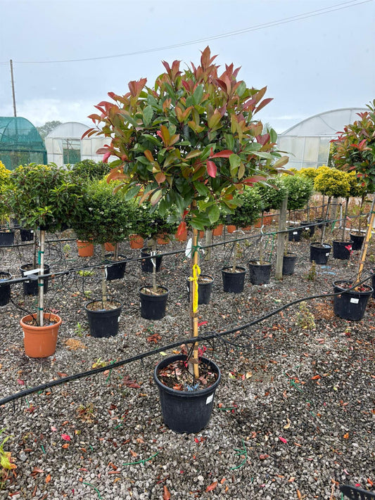 Photinia x Fraseri Red Robin Half Standard 20 Litre