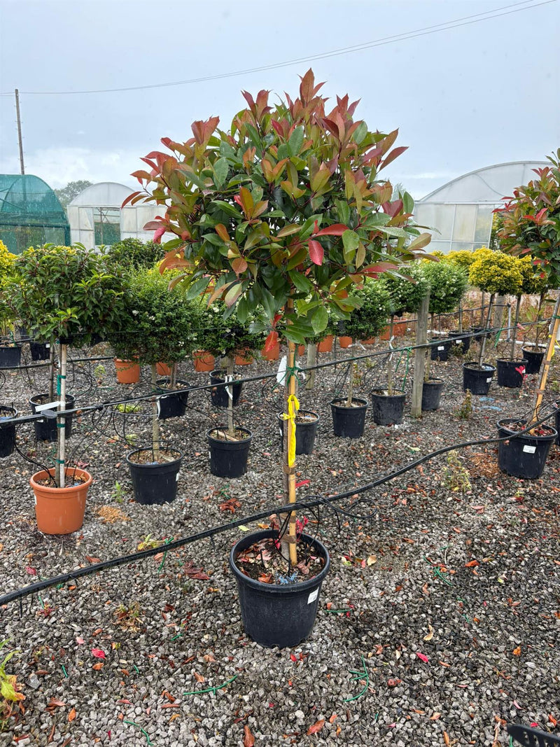 Photinia x Fraseri Red Robin Half Standard 25 Litre